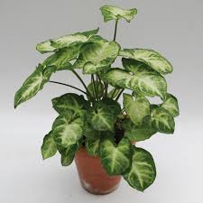 Singonium Green Silver