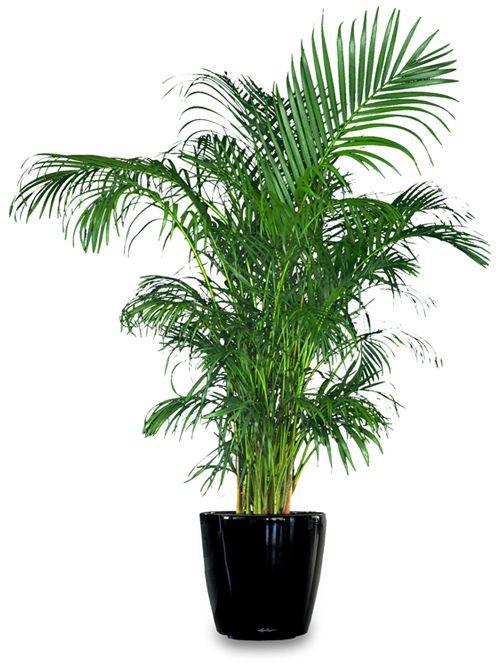 areca palm tree