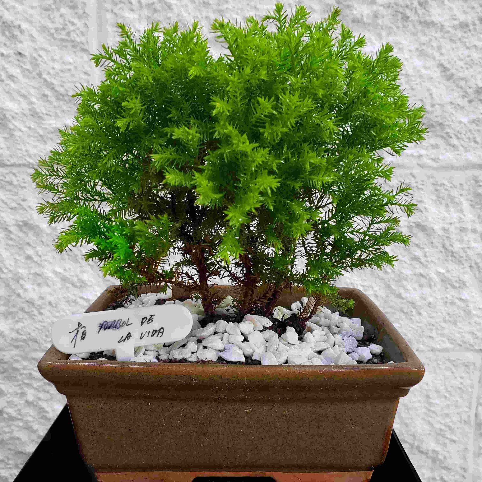 Bonsai 10 years