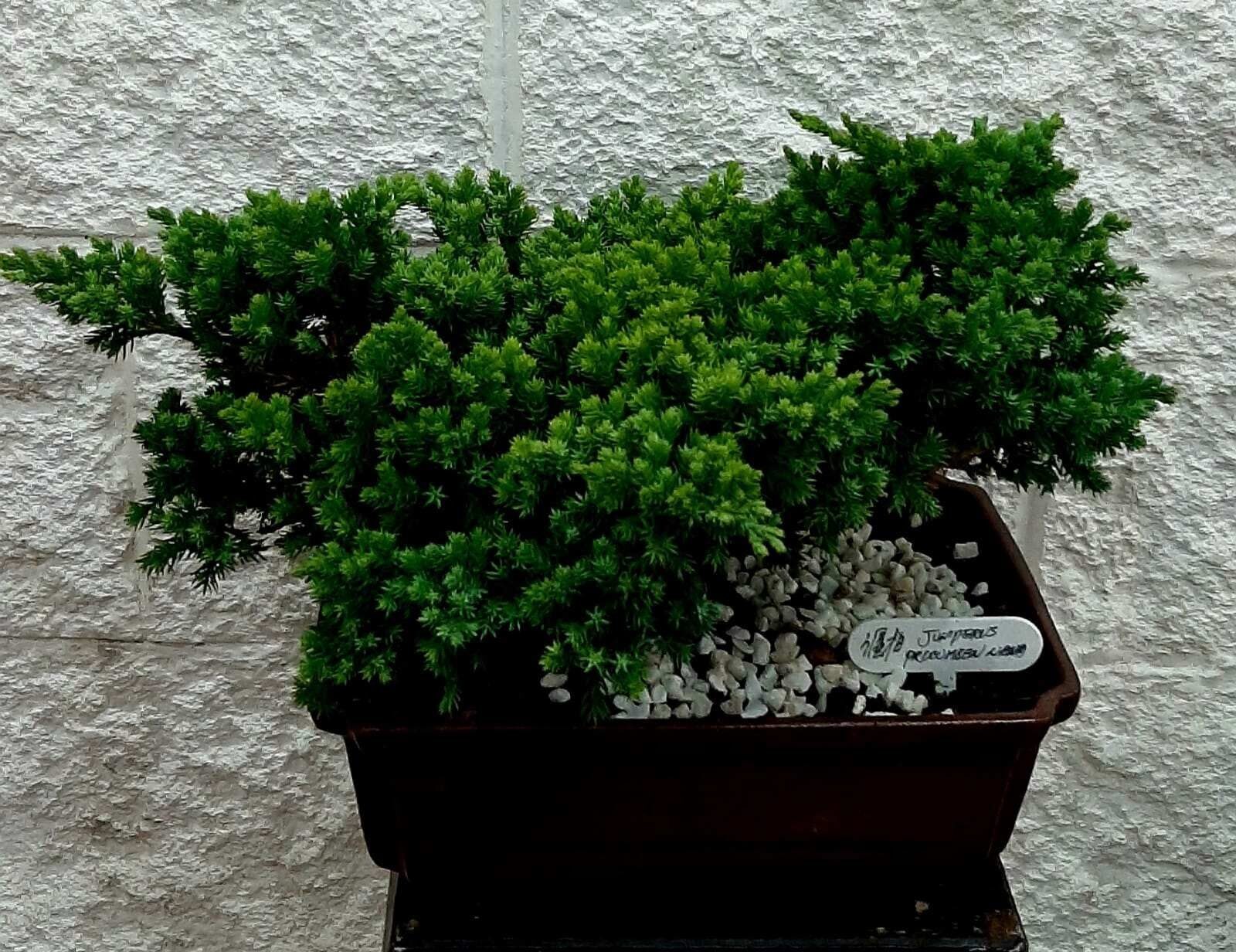 Bonsai 20 years