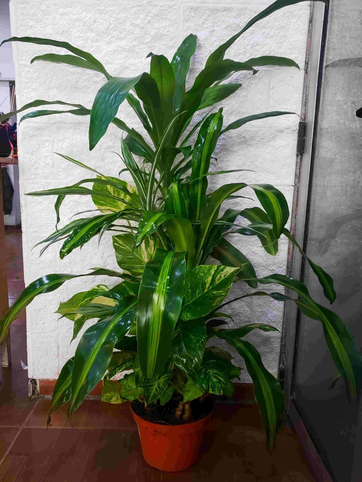 Large plant set