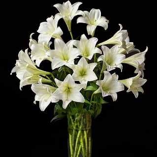 Vase with 12 lilies or lilies