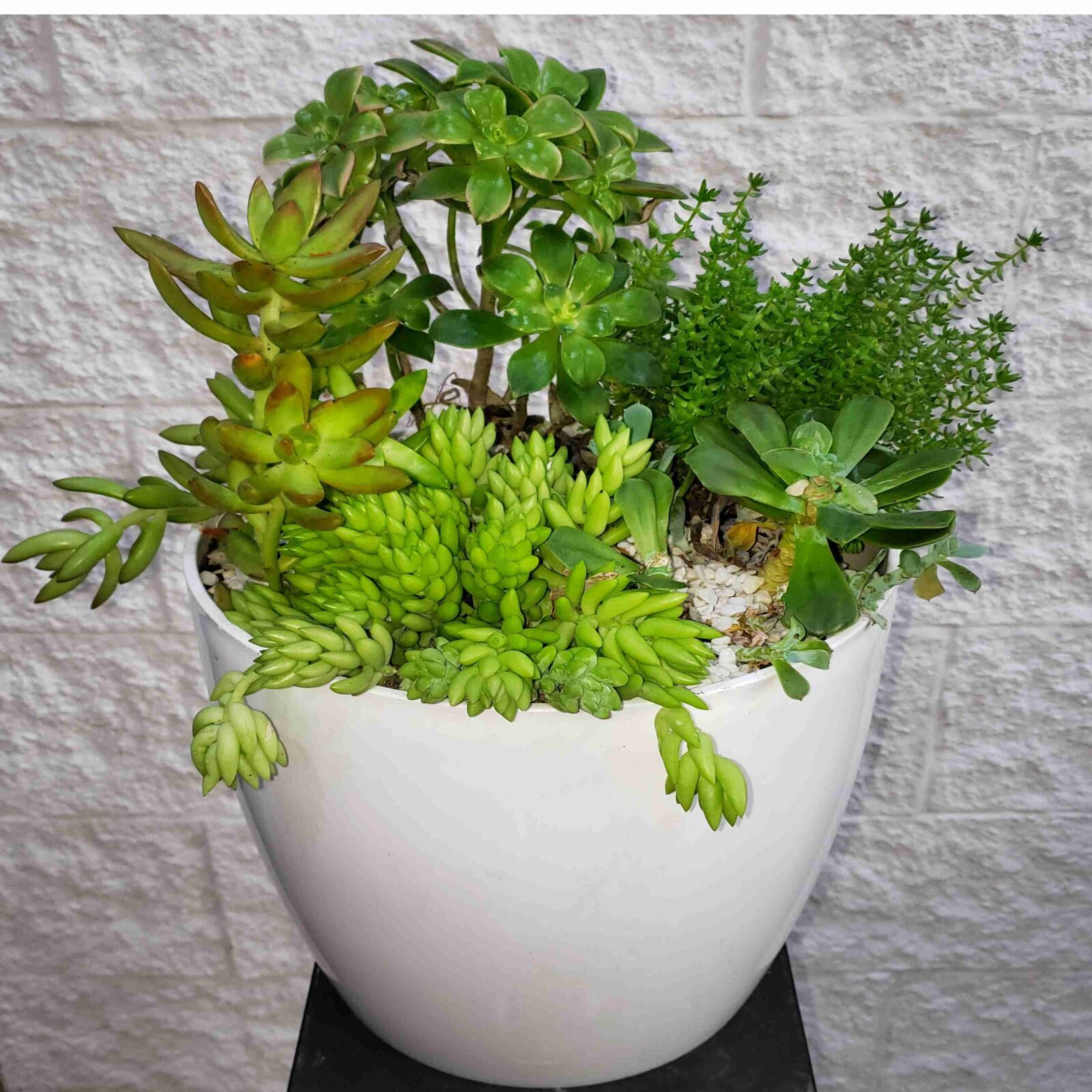SUCCULENT PLANTER