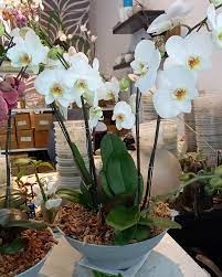 Orchid Pot