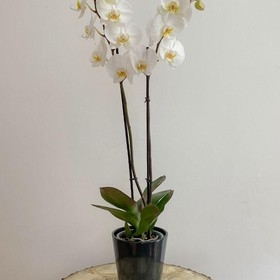 double orchid plant