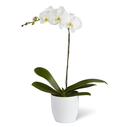 ORCHID PLANT