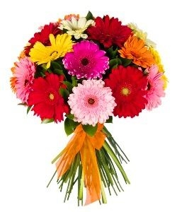 ROUND BOUQUET 24 GERBERAS PREMIUM