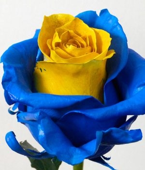 Boca Roses (we make them for your favorite team, order them)