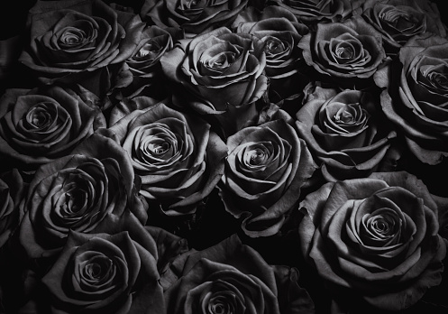 BLACK ROSES