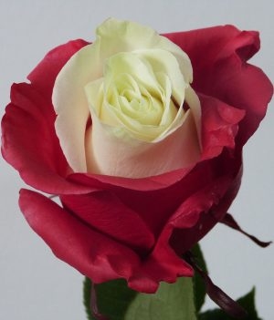 River Roses (we make them for your favorite team, order them)