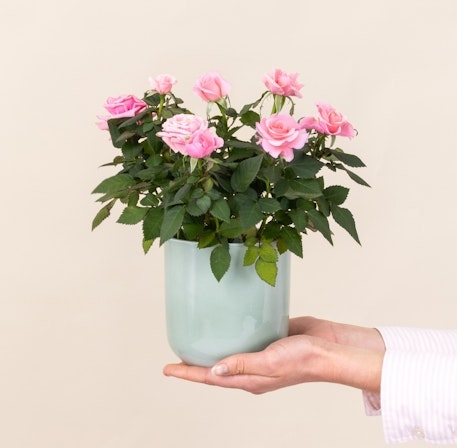 Rosebush (Without a Flowerpot Cover)