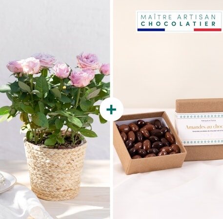 Rosebush and its chocolate almonds