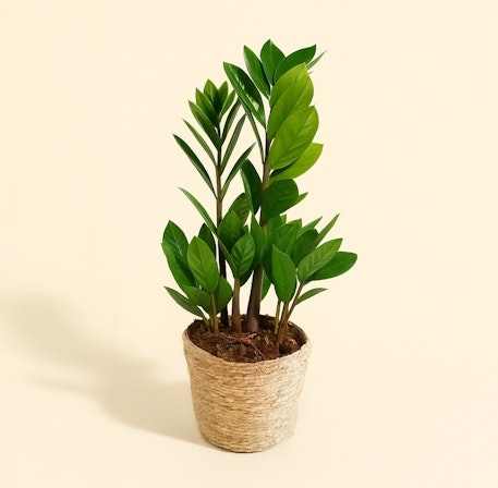 Zamioculcas