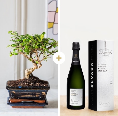 Bonsai And Its Champagne
