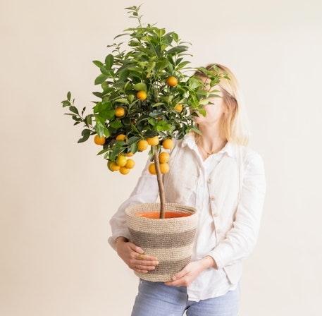 Grand Calamondin (Without a Flowerpot Cover)