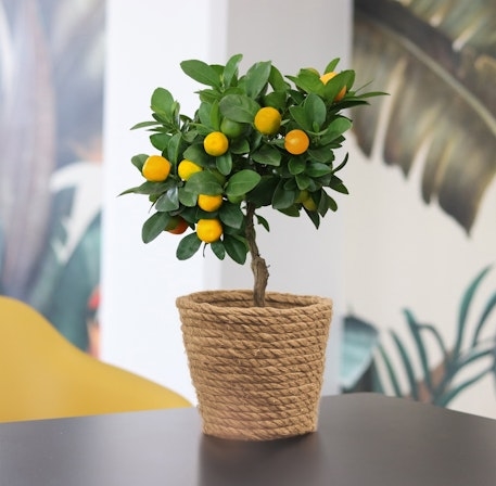 Calamondin (Without a Flowerpot Cover)