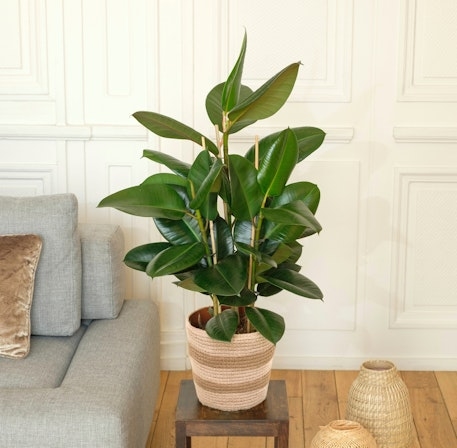 Ficus Elastica Robusta (Without a Flowerpot Cover)