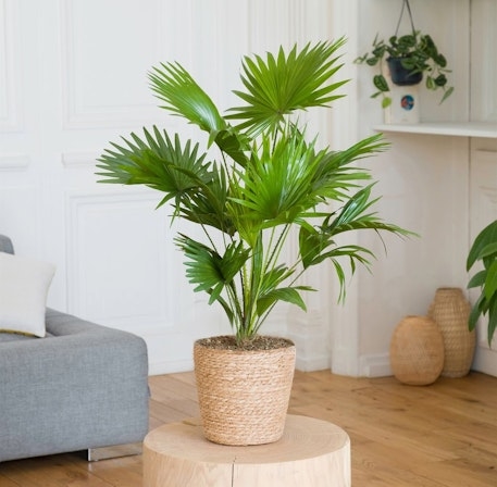 Livistona Palm (Without a Flowerpot Cover)