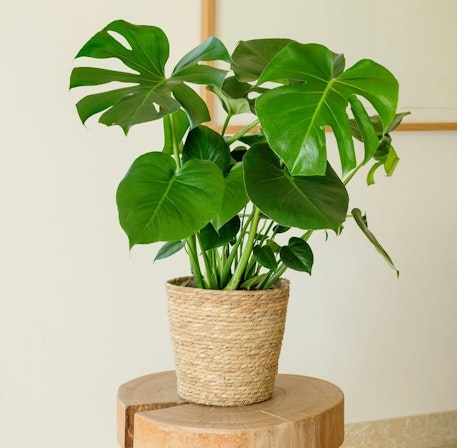 Monstera Deliciosa (Without a Flowerpot Cover)