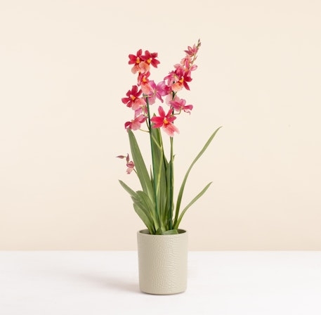 Cambria Nelly Isler (Without a Flowerpot Cover)