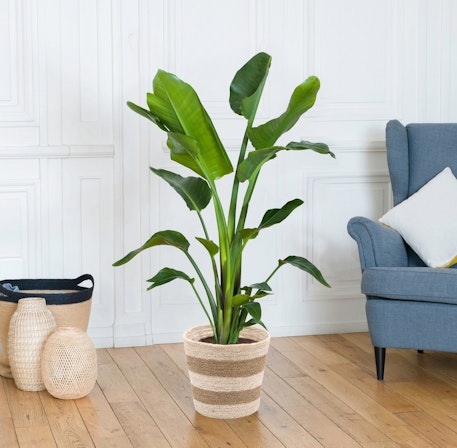 Strelitzia Nicolai (Without a Flowerpot Cover)