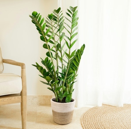 Zamioculcas (Without a Flowerpot Cover)