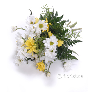 Spring Solstice (Small)