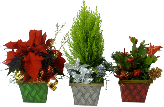 The Three Little Elves Plant (Shown)