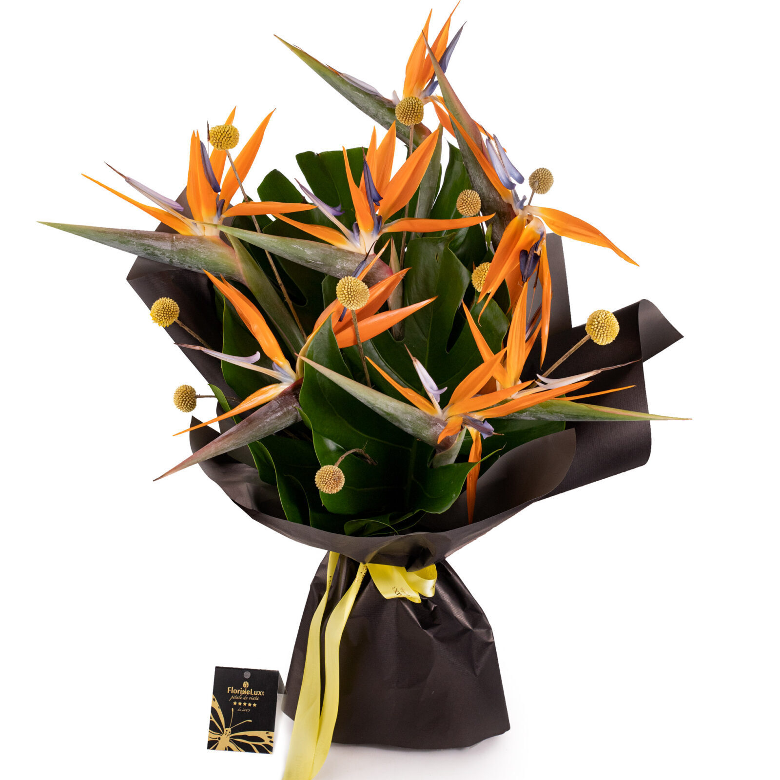 Strelitzia bouquet, bird of paradise (Standard)