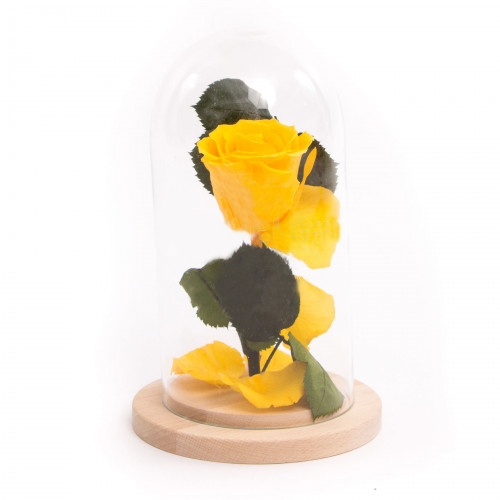 Preserved Rose Sunny Days