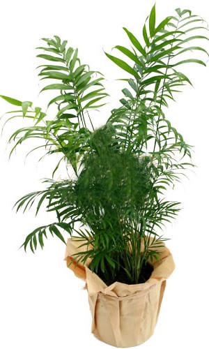 Areca Plant - Order Plants To Romania