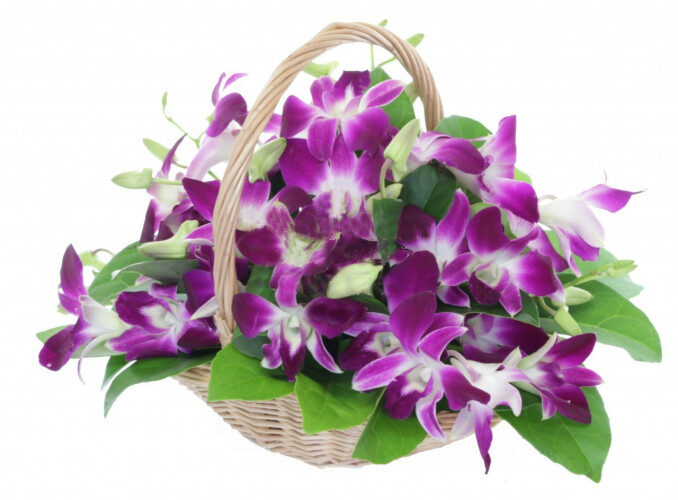 Orchid Basket Delivery In Romania (Standard)