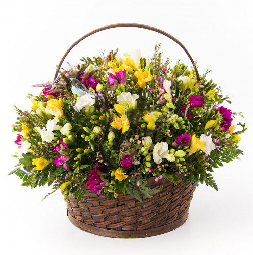 101 Fragrant Freesias