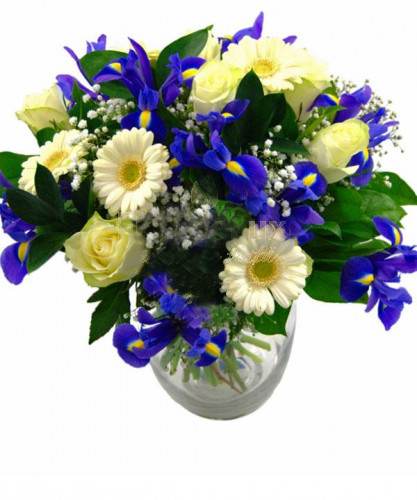 Blue Iris And White Gerberas In Romania (Standard)