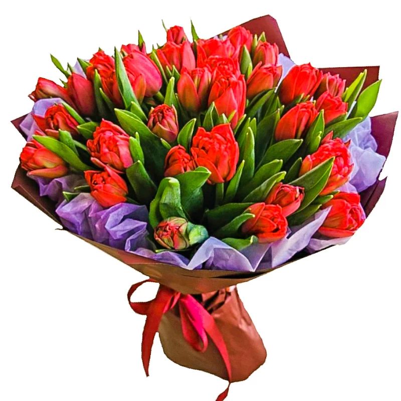 Scarlet Elegance (Regular)