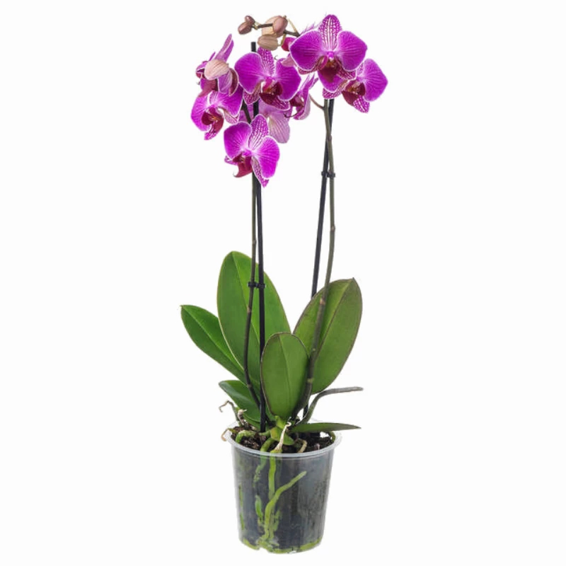 Orchid Two Stems