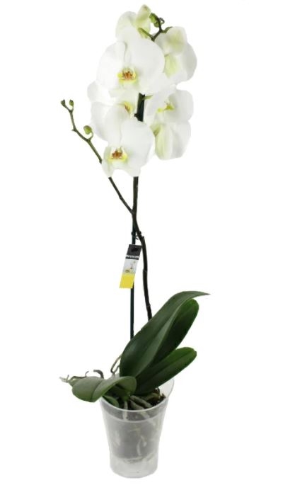 Orchid