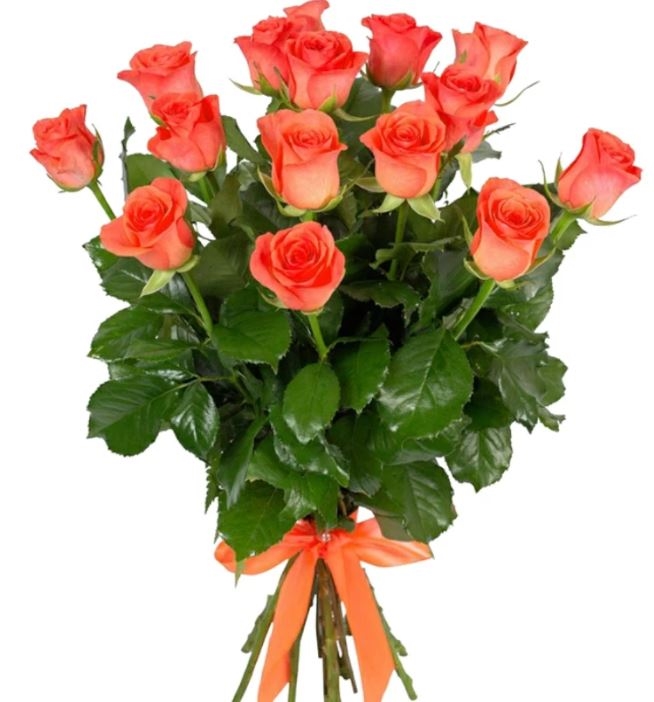 15 Coral Roses