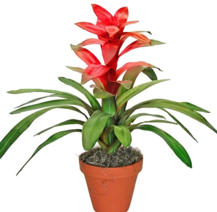 Guzmania Plant