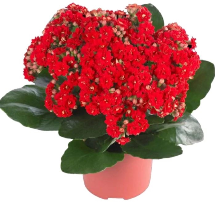 Kalanchoe Plant