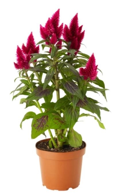 Celosia Plant