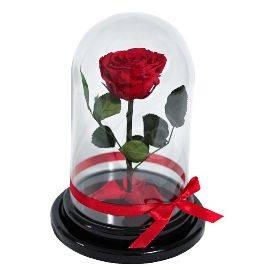 Eternal Rose