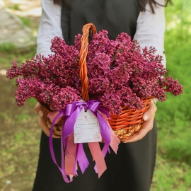 Syringa Vulgaris Basket