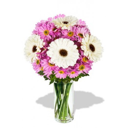 8pcs Gerberas and Chrysanthemum Vase Bouquet(Standard)