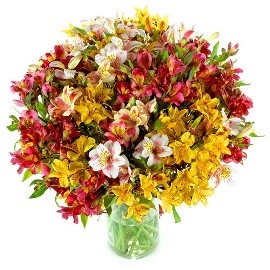 77 Colorful Alstromerias (No Vase)