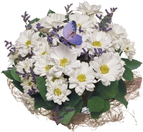 Blooming Daisies