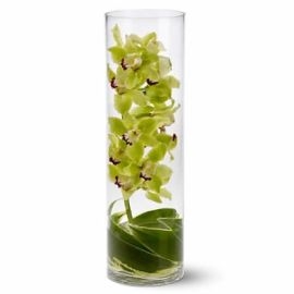 Orchids For You