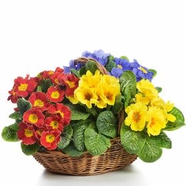 Basket Of Colours