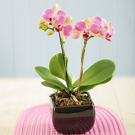 Phaleonopsis Orchid