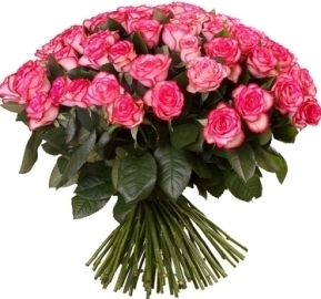 51 Adorable Pink Roses (51 Roses)